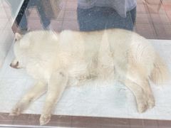 -小意思咖啡店(草桥店)