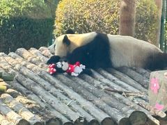 -大连森林动物园