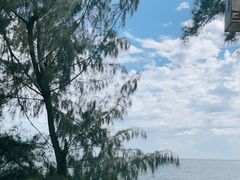 -广东惠东海龟国家级自然保护区