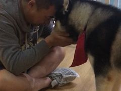 -Husky Go! 哈士奇体验馆·宠物咖啡厅狗咖