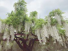-嘉定紫藤园