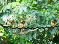 -广州长隆野生动物世界