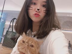 -飞行喵MR PILOT|猫舍·猫咖(静安大融城店)