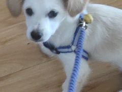 -艾贝尔宠物医院·狂犬免疫点(江山金象城店)