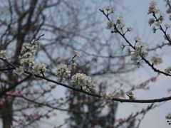 -甘棠公园