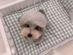 -翊宠yipet猫狗购宠庄园犬舍•猫舍