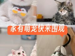 -Bastet sally猫舍购宠(静安店)