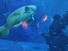 -成都浩海立方海洋公园