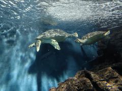 -上海海洋水族馆