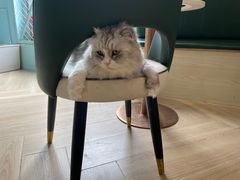 -安格丽娜·狗咖·猫咖羊驼咖(春熙路百盛商场店)