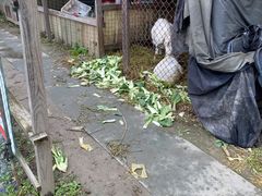 -小鱼草莓采摘园农家乐·小鱼餐厅