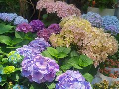 -大隐花事(熊婆婆的花园店)