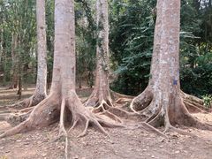 -中国科学院西双版纳热带植物园