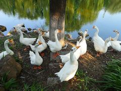 -北京张裕爱斐堡酒庄