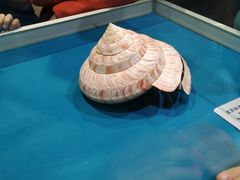 -青岛贝壳博物馆