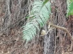 -风云岭森林公园