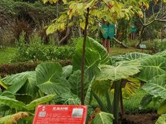 -广西壮族自治区药用植物园