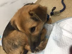 -伟伟宠物医院·CT影像中心·瑞派犬猫综合性门诊(汉口总院)