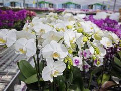 -上海鲜花港