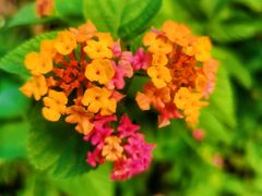 -芒洲湿地公园