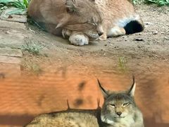 -青藏高原野生动物园