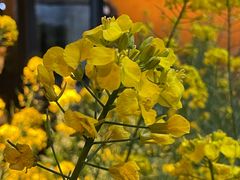 -黄山老妈·土菜(碧桂园店)