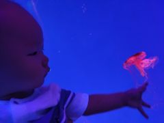 -芜湖新华联大白鲸海洋公园