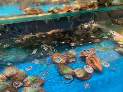 -SEA西雅图海鲜自助餐厅(海乐世界店)