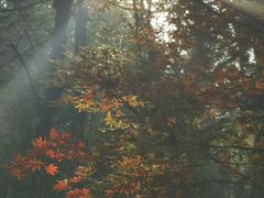 -铁山坪森林公园