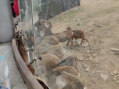 -无锡动物园·太湖欢乐园