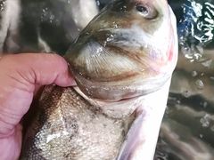 -岳各庄批发市场(西四环中路店)