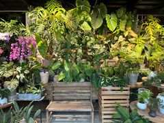 -自由生长植物工作室(深港花卉中心店)