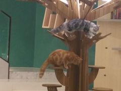 -飞行喵MR PILOT|猫舍·猫咖(静安大融城店)