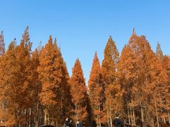 -黄海国家森林公园