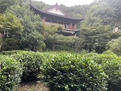 -十八棵（老龙井）御茶园(老龙井店)