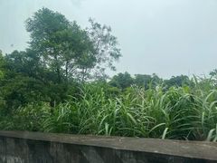 -梧桐山风景名胜区