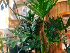 -云之南(八里庄店)