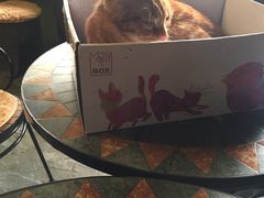 -猫猫幼稚园·撸猫·桌游·电玩