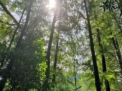 -深圳仙湖植物园