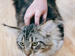 -COLOR PETS 撸猫馆·购猫·猫咖(长风大悦城店)