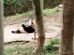 -都江堰中华大熊猫苑
