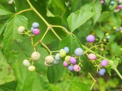 -桤木河湿地公园