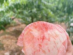 -桃源山庄·水蜜桃采摘·柴火鸡·烧烤团建(龙泉山店)
