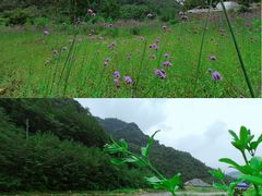 -四川省成都市彭州市白鹿镇