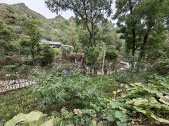 -大岭沟猕猴桃谷风景区