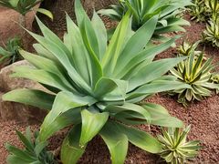 -南通洲际绿博园