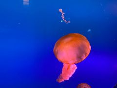 -太平洋海底世界