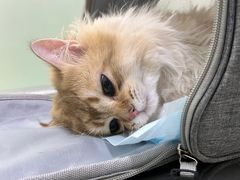 -汪喵宠物医院·骨科心脏影像·犬猫急重症ICU诊疗中心(成华分院)