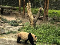 -都江堰中华大熊猫苑
