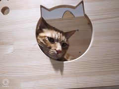 -滚猫咖啡·猫咖·猫友好撸猫(未来城店)